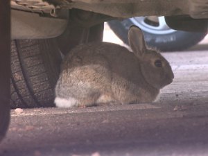 bunny-car