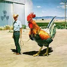 Large rooster