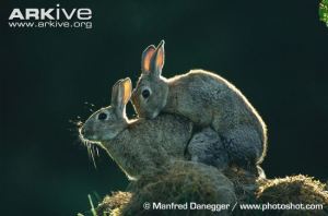Rabbits-mating 1